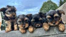 Yorkshiere  terrier minaturka gotowe na nowy domek