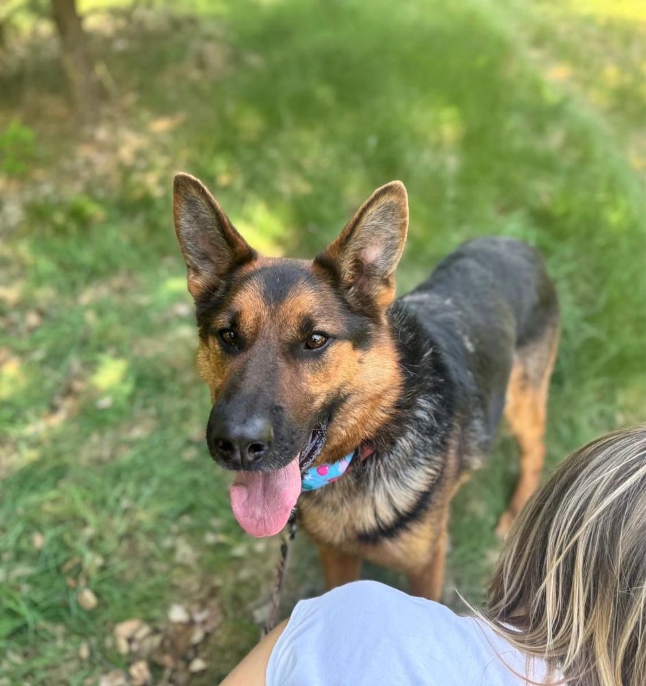 Archie w typie owczarka czeka na dom 1.5 roku. Adoptuj, uratuj!