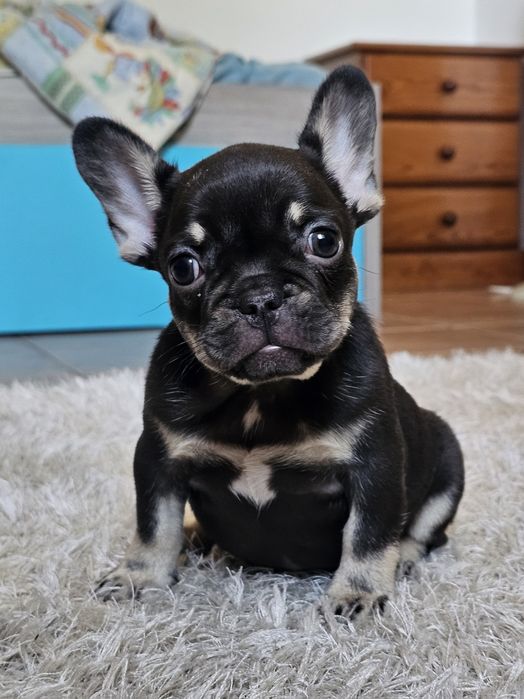 Bulldog Francês fêmea