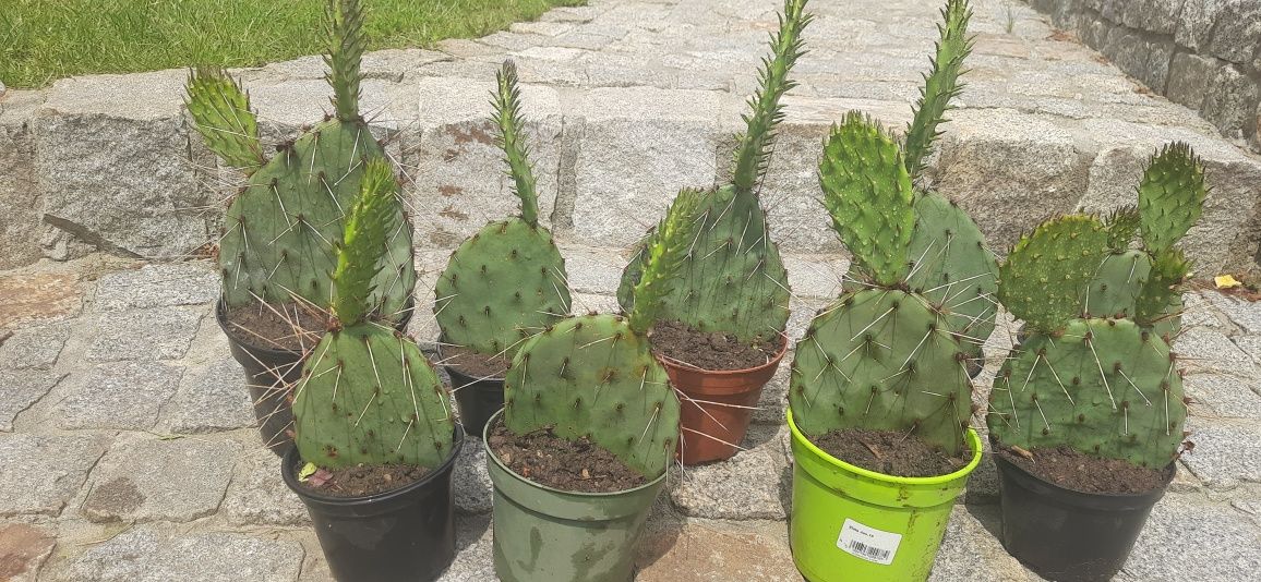 Opuntia opuncja mrozoodporna