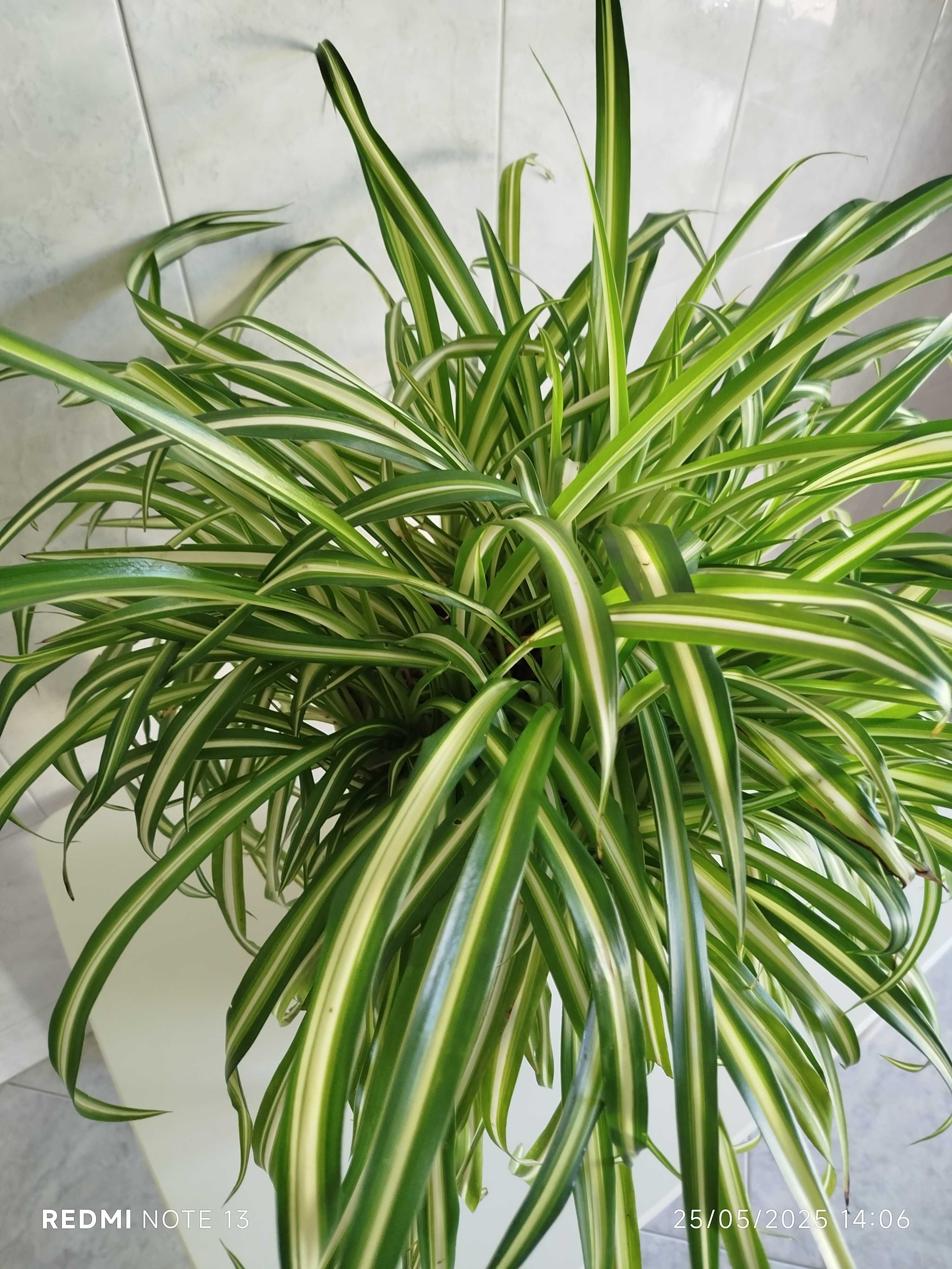 Vaso com planta Chlorophytum