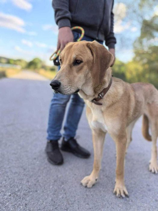 BELLUNIA  młoda,  dostojna, piękna sunia do adopcji