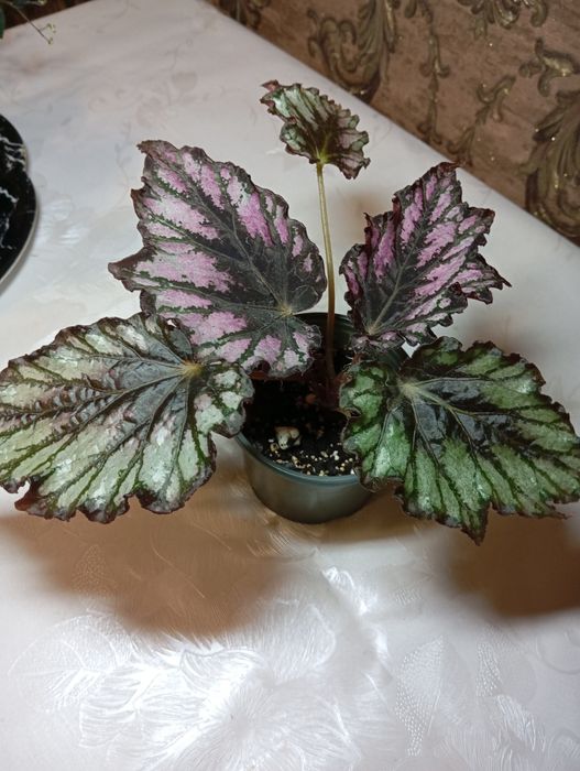 Дорослі   бегоніі