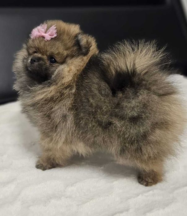 Piękna suczka Pomeranian szpic miniaturowy