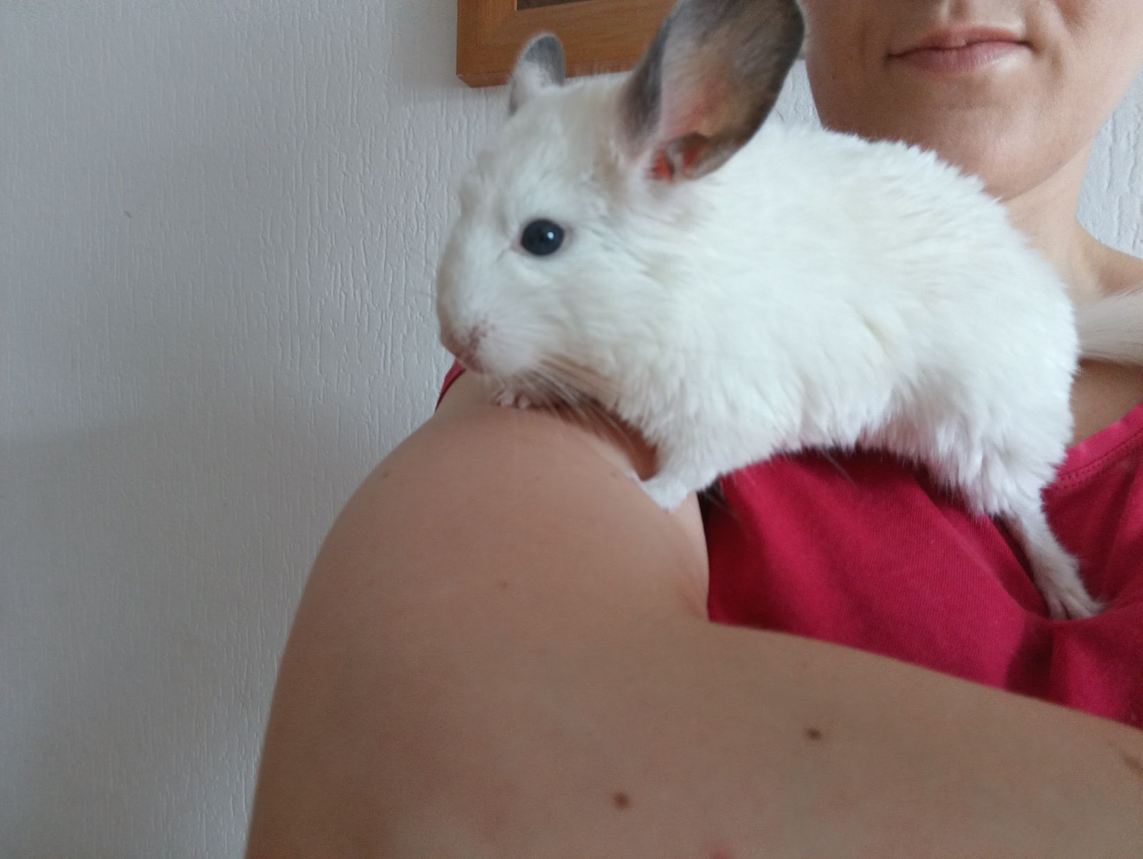 Młoda samiczka szynszyla biały Wilson szynszyl