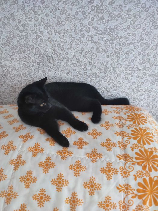 Кішка-пантера Луна