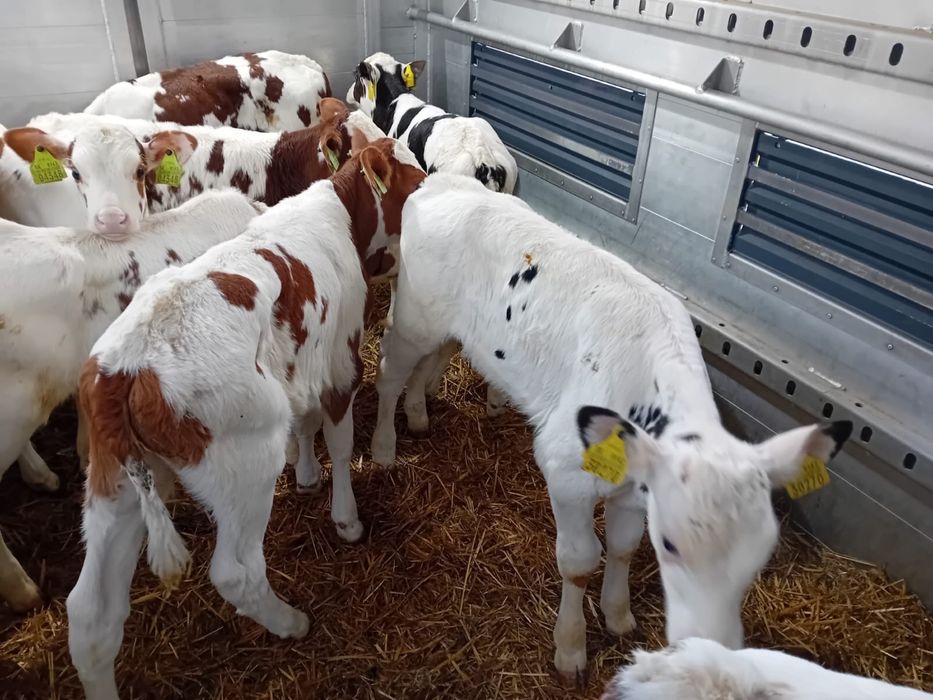 Cielaki ma mleko polecan