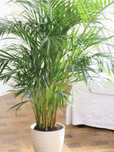 Palma Areka Dypsis Lutescens