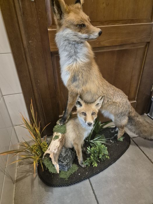 Lis spreparowany lisy lisek wypchany