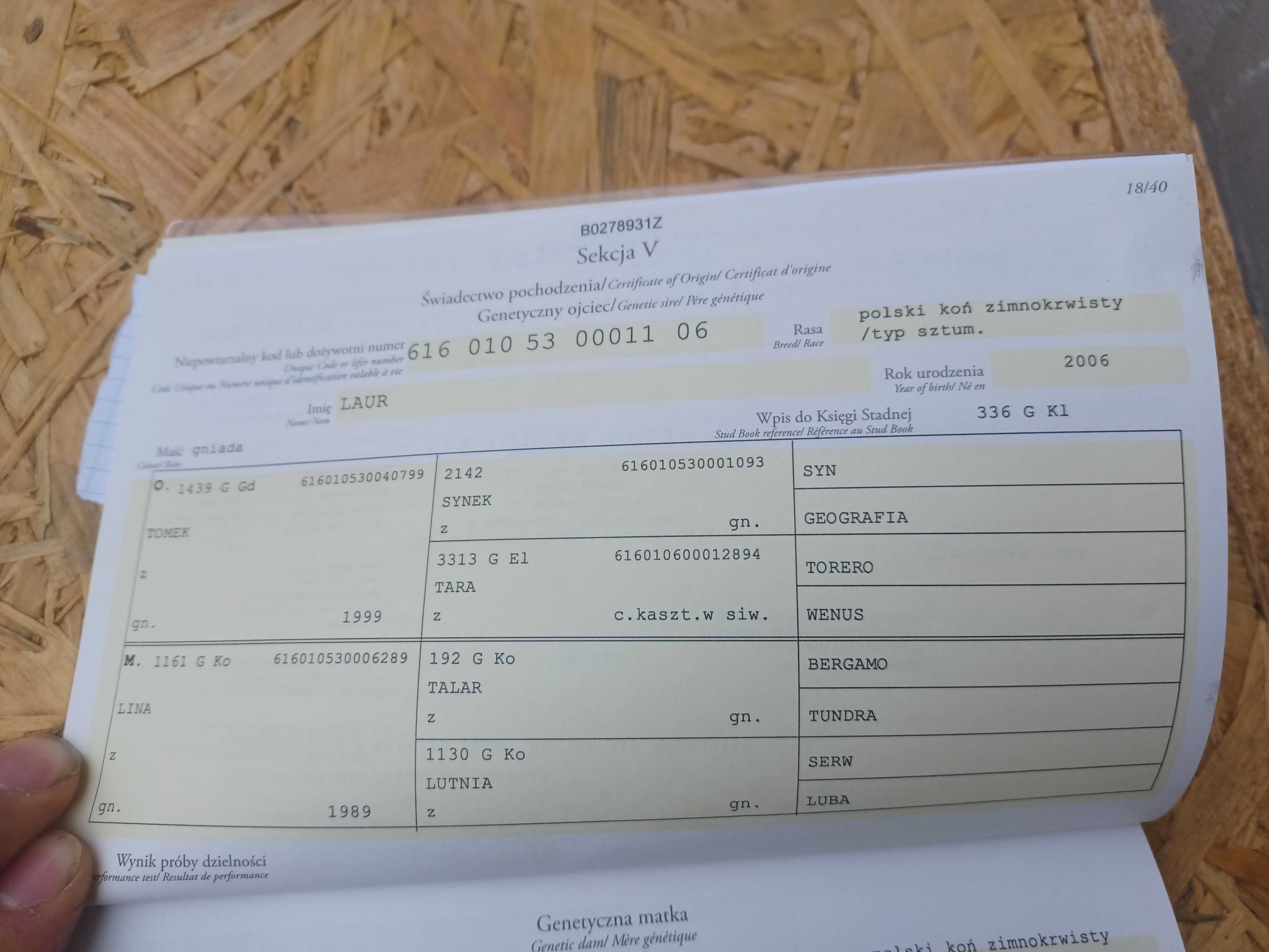 Sprzedam Źrebice Zimnokrwistą 2 Latka