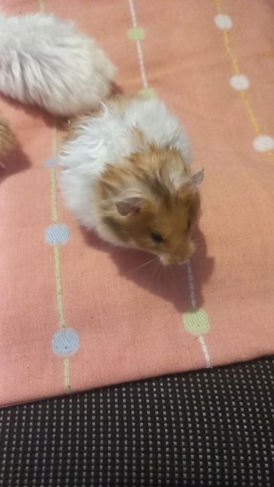 Королівські хом'яки