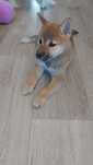 Shiba Inu suczka