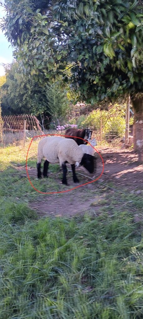 Vendo ovelha suffolk