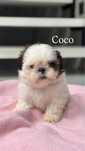 Cudna suczka shih tzu - COCO