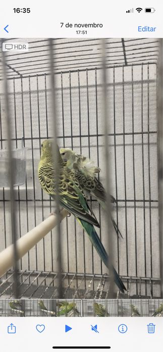 Casal de periquitos horogromos