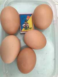 Продам інкубаційне яйце гарних породистих несущих кур
