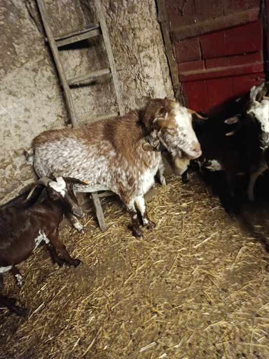 Cabras floridas e crias .