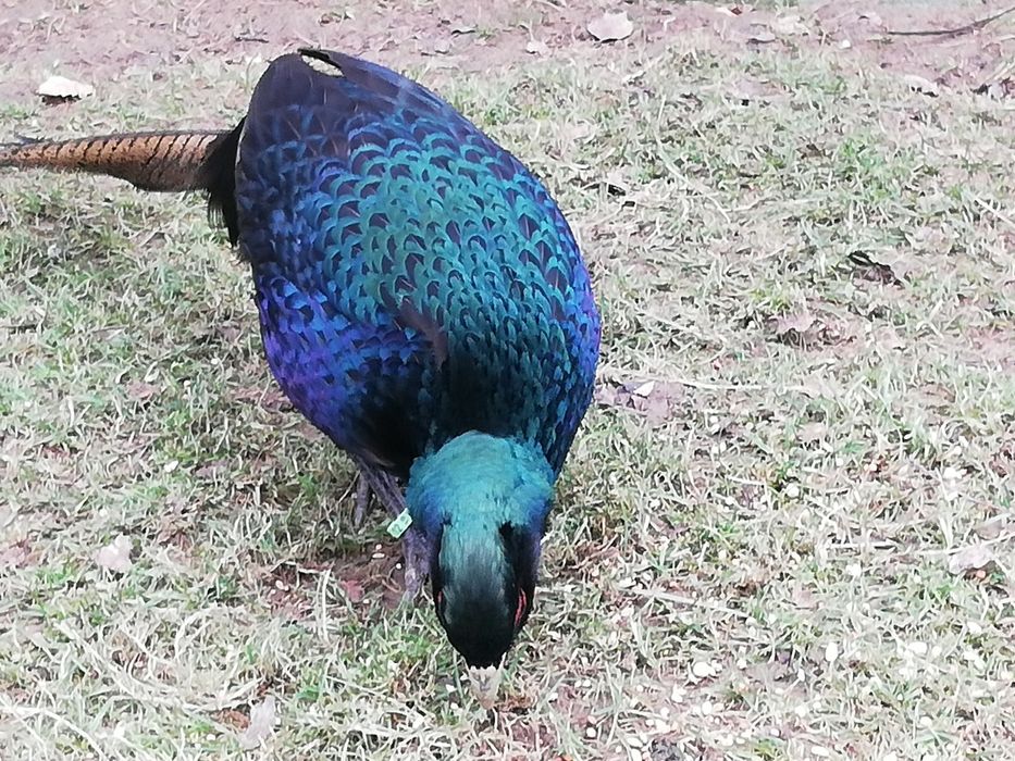 Bażanty melanistyczne