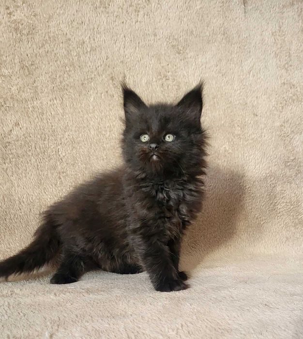 Czarna kotka MCO z rodowodem FPL