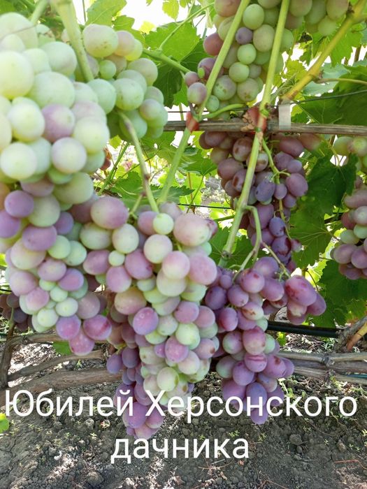 черенки та саджанці винограду