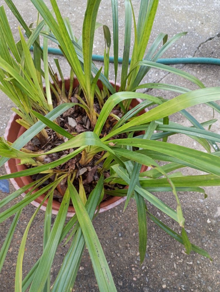 Orquídeas para quem gosta não sei as cores