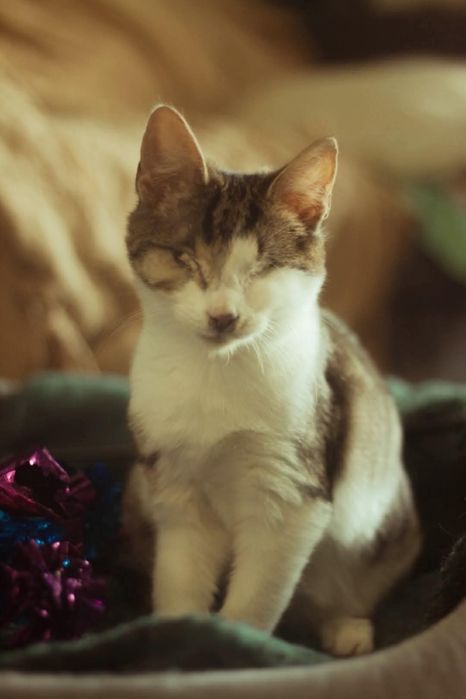 Niewidoma Calineczka – mała wojowniczka, która zawalczyła o życie