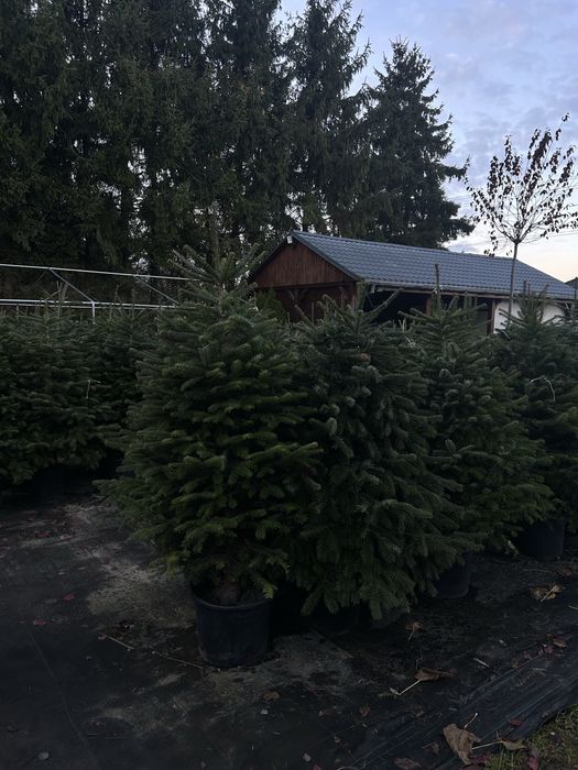 Jodła kaukaska formowana w donicy choinka świąteczna