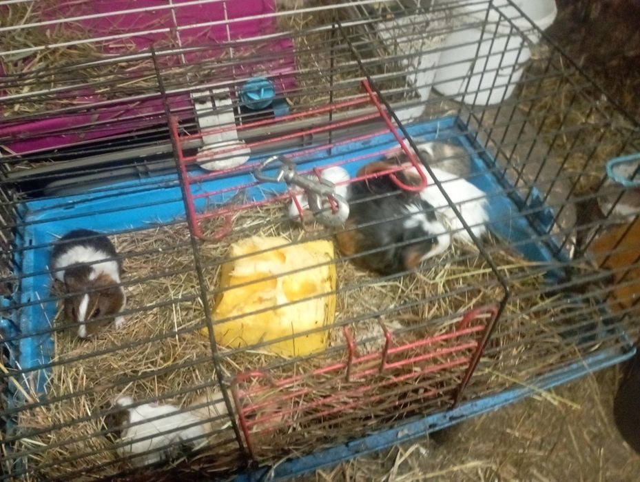 Sprzedam młode świnki morskie