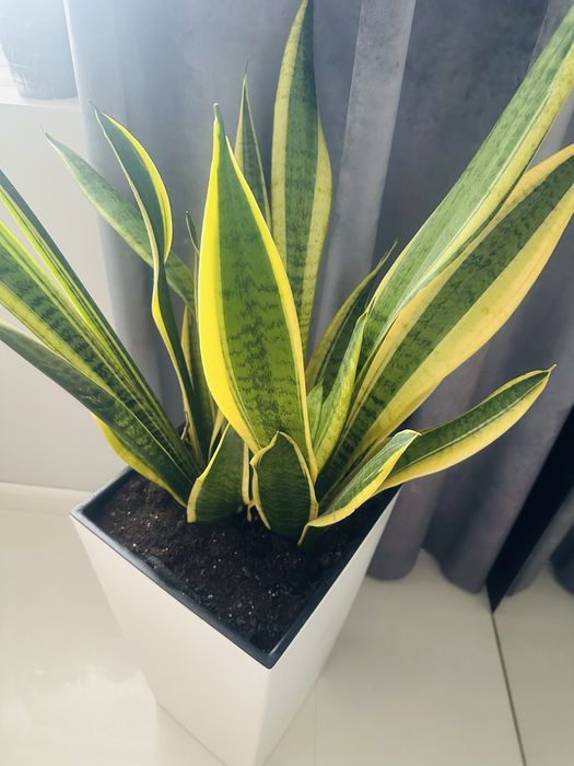 Roślina doniczkowa Dracaena trifasciata wężownica duża 65-70 cm