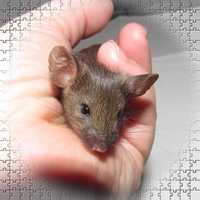 Myszki rasowe agouti i PEW / mysz / myszka