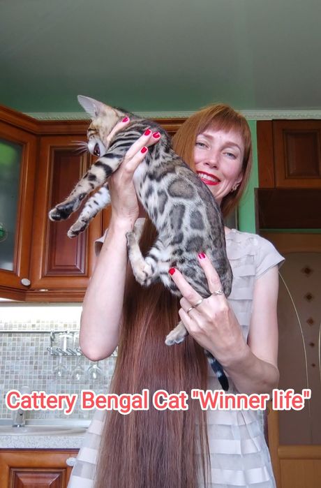 Клубні бенгальські кошенята. Бенгали.