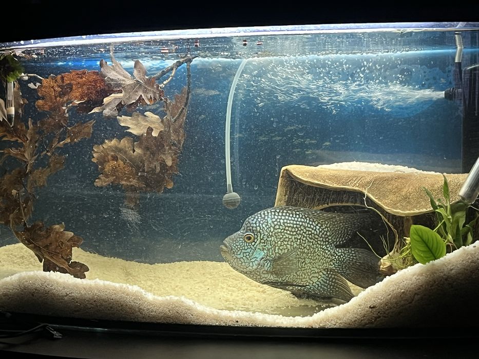 Бріліантова цихлазома