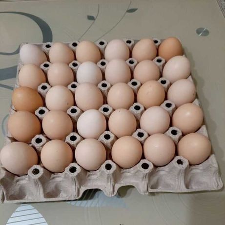 Jajka wiejskie 25zł