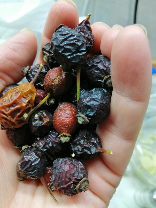 Полезный Шиповник