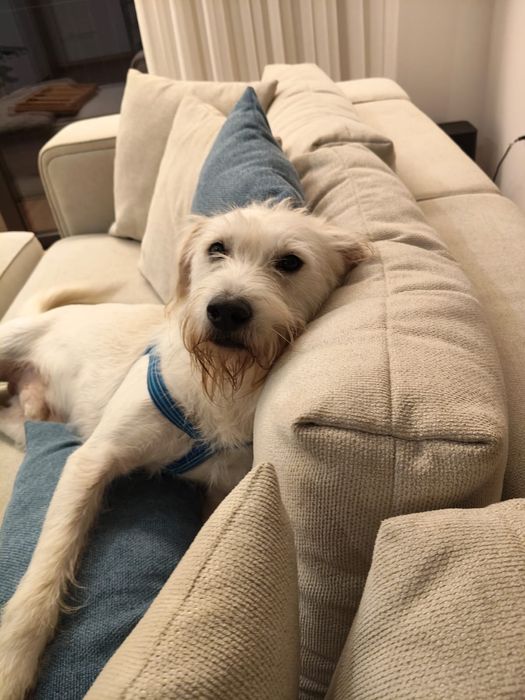 Cão meigo para adoção