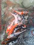 Karp Koi 20 - 30+ cm