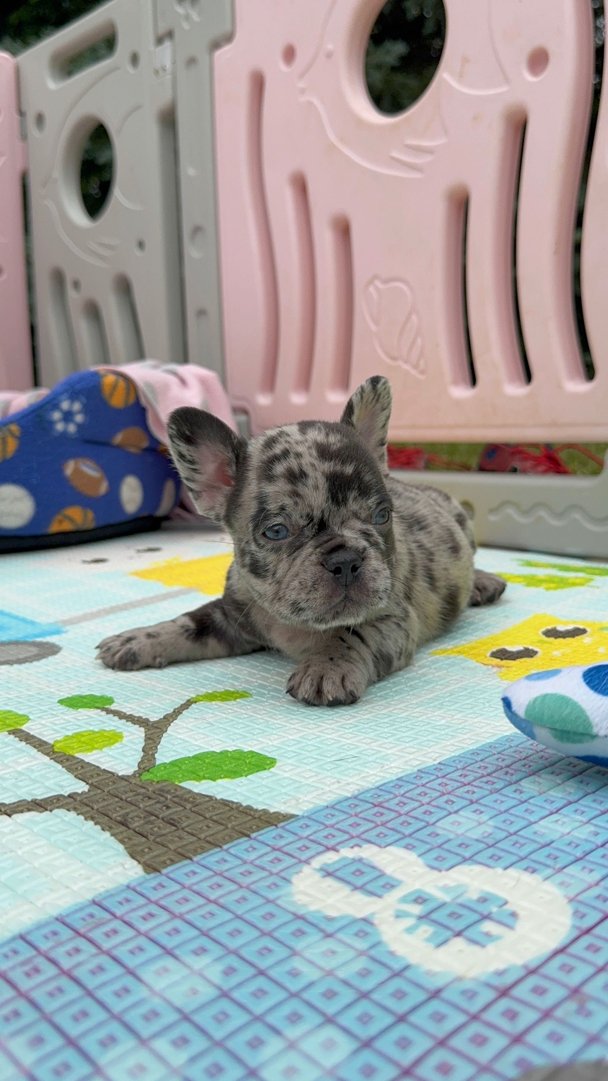 Buldog Francuski chłopak