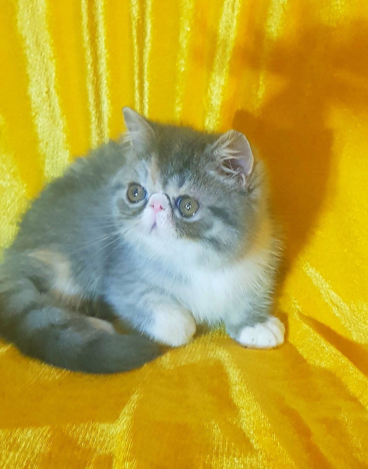 Экзотическая девочка, окрас Dilute CALICO
