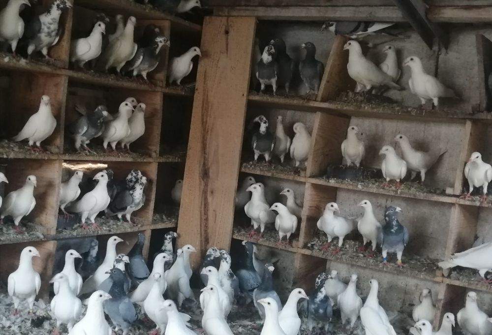 Białe gołębie pocztowe