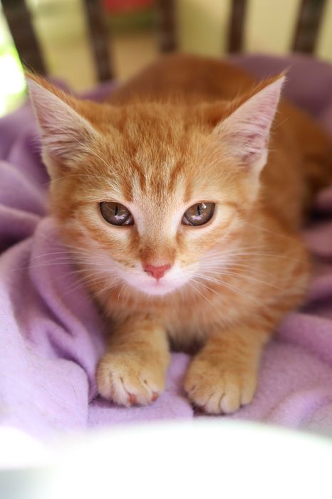 Podwójna Adopcja małe rude cuda