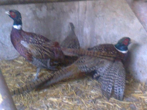 Натуральное перо перья птиц фазана для поделок, рукоделия