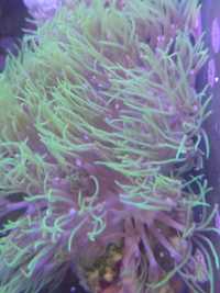 Briareum koralowiec /morskie