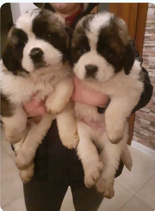 Szczeniaki bernardyn