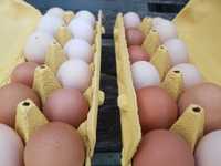 Ovos Caseiros de Galinhas Criadas ao Ar Livre