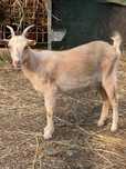Cabra fêmea arraçada de cabrito anão