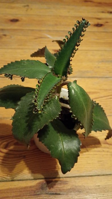 Żyworodka roślina lecznicza