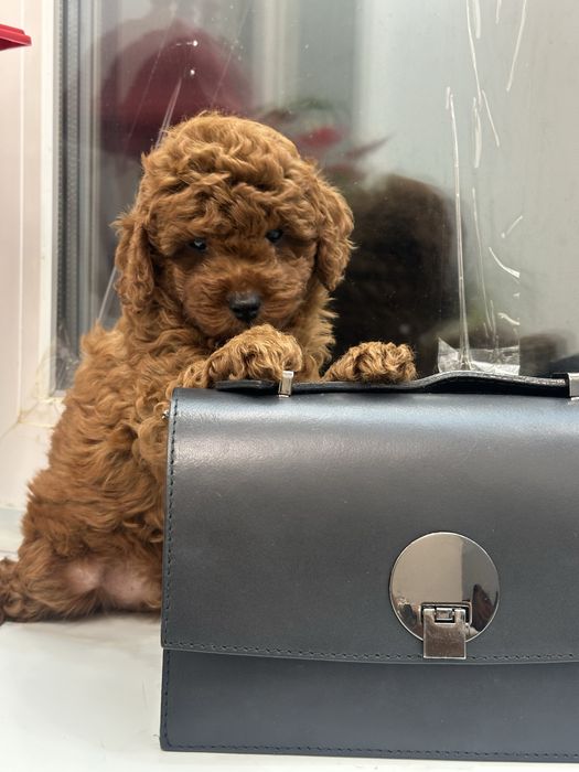 Щенки той пудель киев