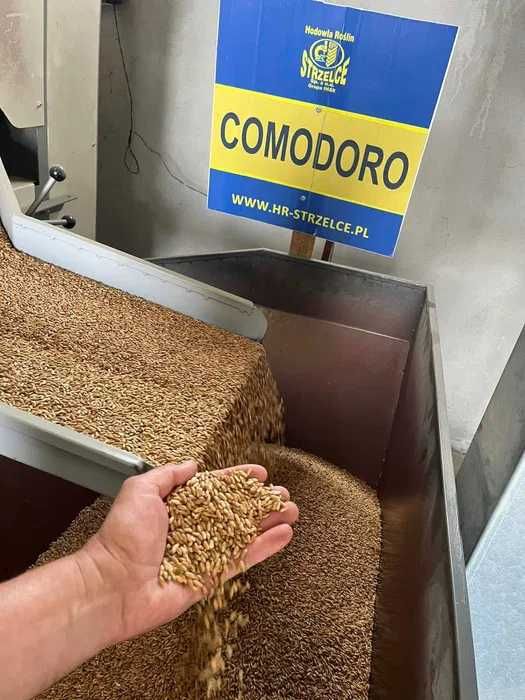 Pszenżyto ozime COMODORO