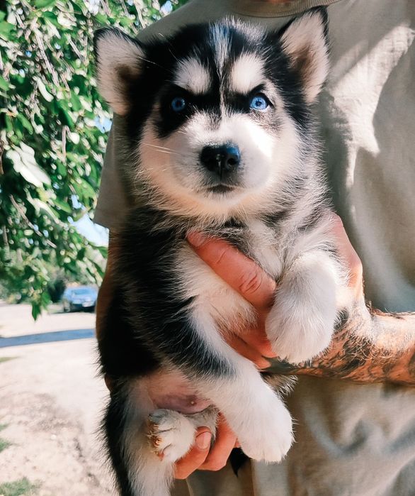 Черно білі чудові малюки