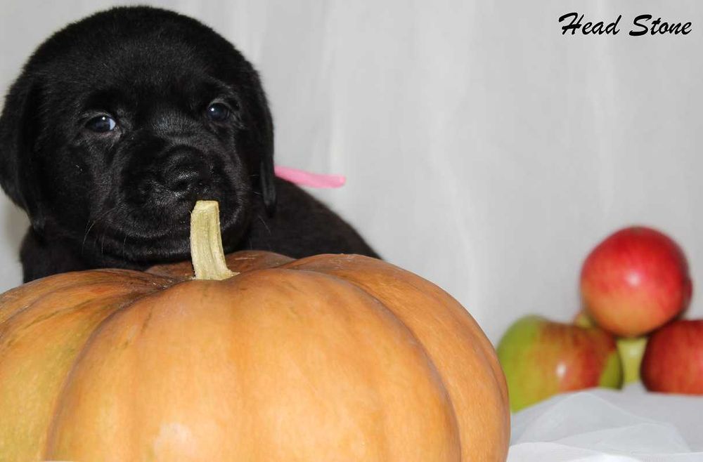 Щенки питомника Лабрадор ретривер
